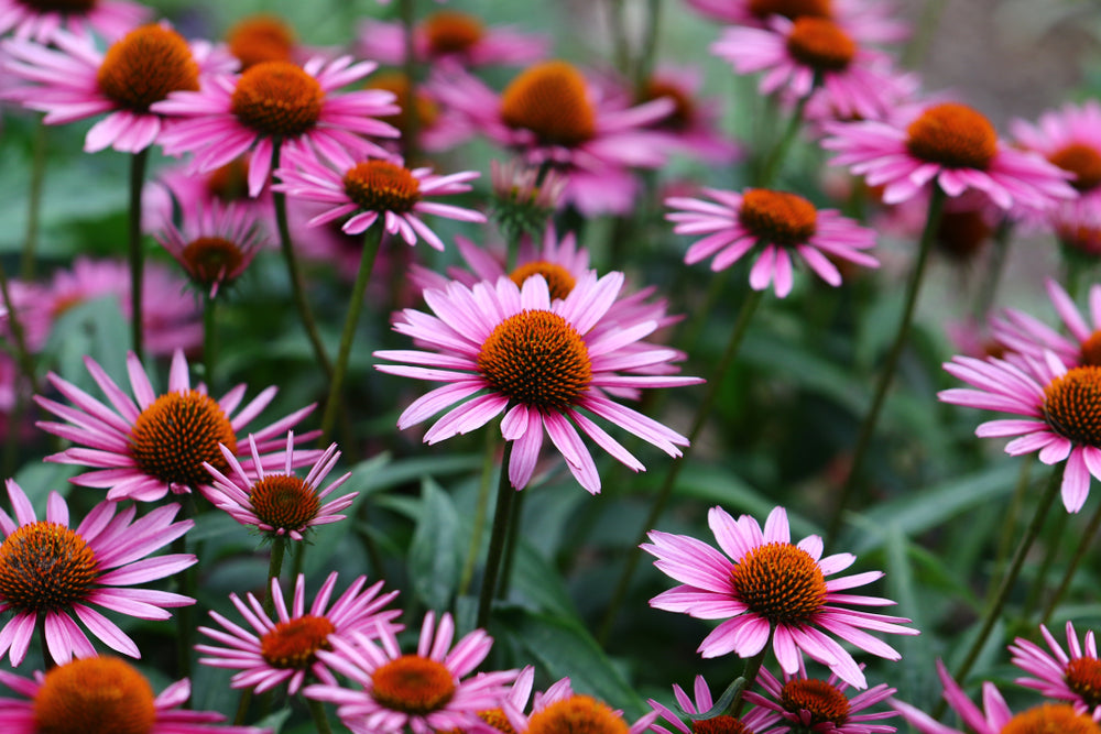 Echinacea Gummies: What Are They and How Do They Work?
