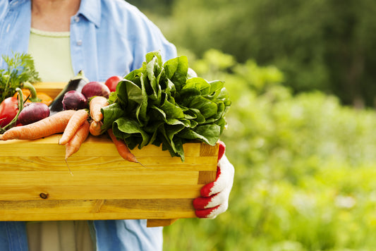 Organic Gummy Base Ingredients