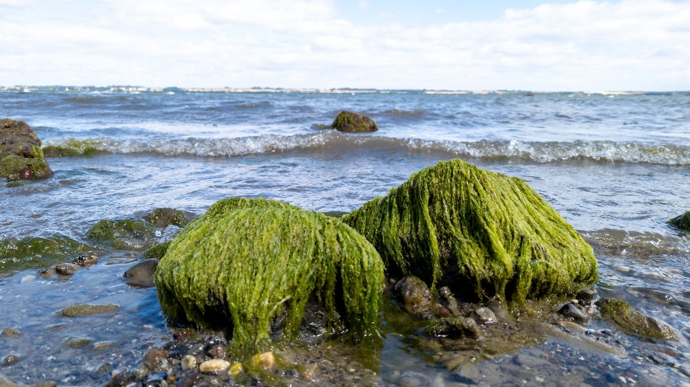 Sea Moss Gummies: The Nutrient-Rich Supplement You Need Didn't Know You Need in Your Life, Until Now!