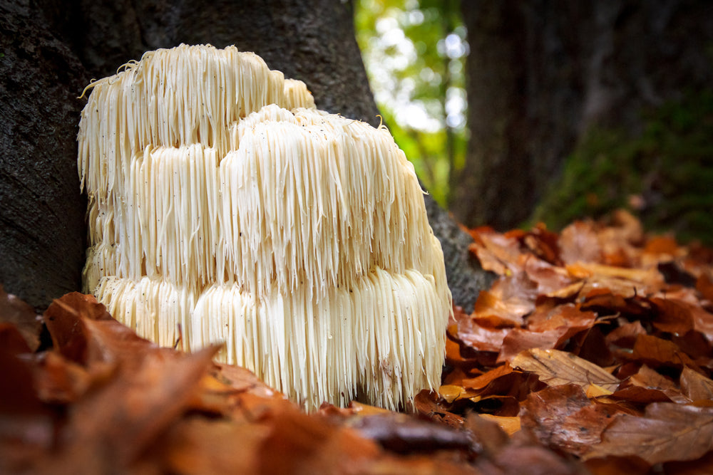 The Ultimate Guide to Lion's Mane Mushroom Gummies: Are They Really Effective?